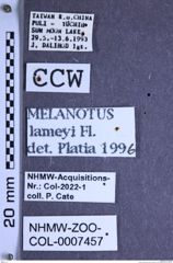 Etikette zu Melanotus lameyi (Fleutiaux, 1918) (NHMW-ZOO-COL-0007457)